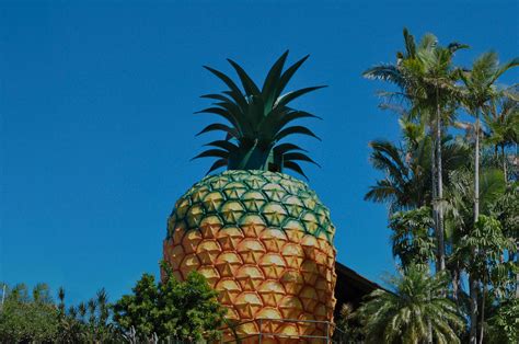 Die Big Pineapple: Ein tropischer Traum aus Ananas und Abenteuer!