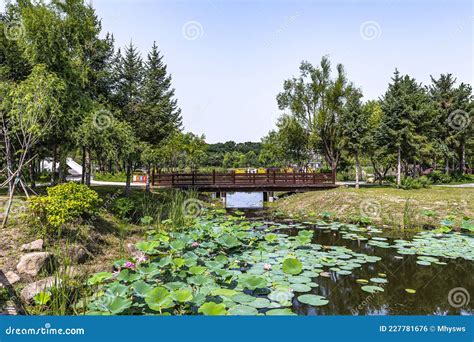 Die Jingyuetan Park: Eine Oase der Ruhe und ein wahrer botanischer Schatz!