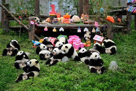 Die Fabelhafte Welt des Mianyang Panda-Zentrums –  Ein unvergessliches Erlebnis für Tierliebhaber!